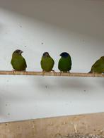 Driekleur papegaaiamadines, Dieren en Toebehoren, Vogels | Parkieten en Papegaaien