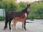 Emerald x Darco merrieveulen, Dieren en Toebehoren, Merrie, Springpaard, Gechipt, 0 tot 2 jaar