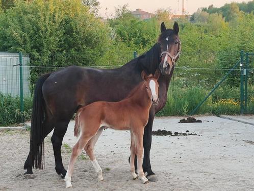 Emerald x Darco merrieveulen, Dieren en Toebehoren, Paarden, Merrie, 0 tot 2 jaar, Springpaard, Met stamboom, Gechipt, Ontwormd