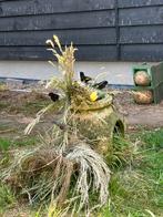 Zwarte sijzen koppels, Dieren en Toebehoren, Vogels | Overige Vogels, Tropenvogel, Geringd