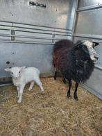 Schaap met lam, Dieren en Toebehoren, Schapen, Geiten en Varkens, Schaap