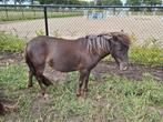 Shetlander merrie, Animaux & Accessoires, Poneys, Jument, Avec puce électronique