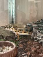 Gecko léopard, Animaux & Accessoires