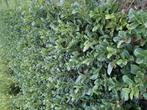 Prunus laurier, Tuin en Terras, Ophalen of Verzenden, Laurier