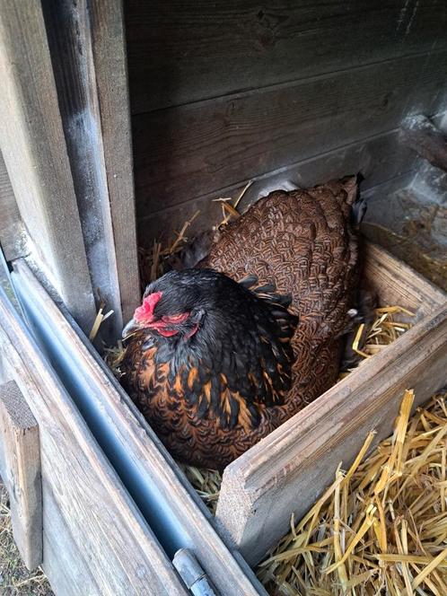 Broedeieren uit gemengde toom, Dieren en Toebehoren, Pluimvee, Kip