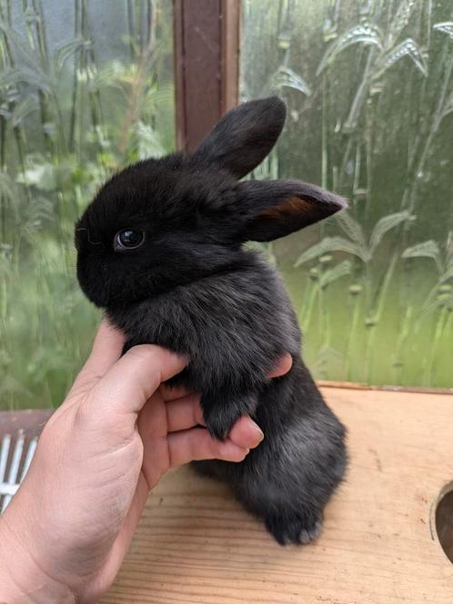Nederlandse hangoor dwergjes, Dieren en Toebehoren, Konijnen, Dwerg, Meerdere dieren, 0 tot 2 jaar, Hangoor