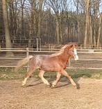 Grote B pony ruin. Nederlandse welsh met papier, Poney B (1.17 m à 1.27 m), Hongre, 0 à 2 ans, Non dressé