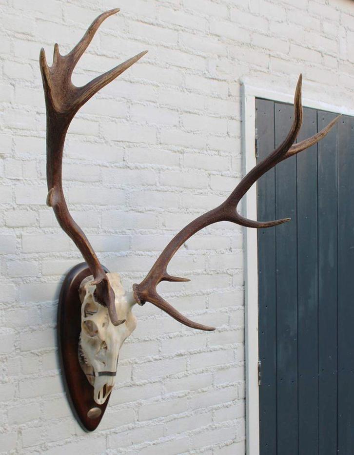 Groot Spaans EDELHERT GEWEI - ongelijke 14-ender, Collections, Collections Animaux, Utilisé, Bois ou Tête, Cerf, Enlèvement