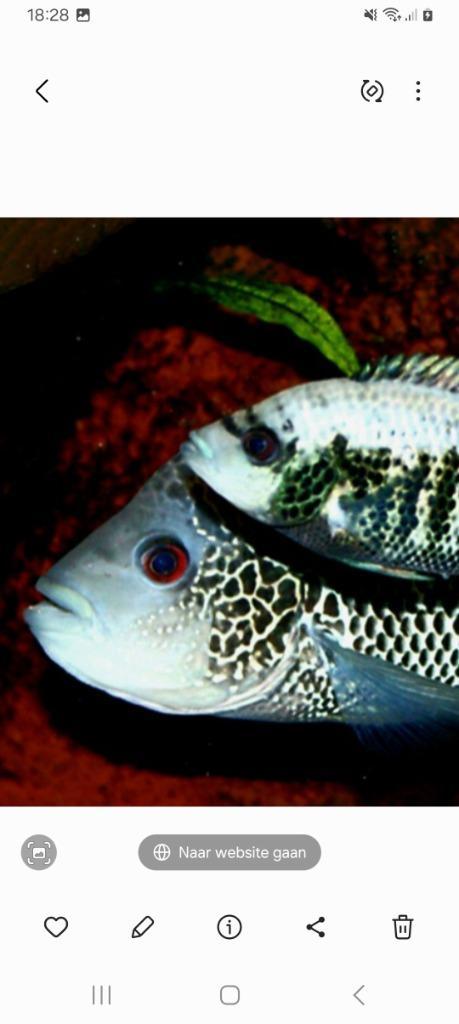 Schitterende Beani cichliden, Dieren en Toebehoren, Vissen | Aquariumvissen, Zoetwatervis, Vis