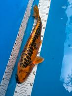 40 cm koi, Dieren en Toebehoren, Vissen | Vijvervissen, Karper of Koi