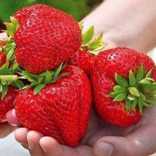 Juiceberry, de Big Red super grote en sappige aardbeien, Tuin en Terras, Planten | Fruitbomen, Overige soorten, Minder dan 100 cm
