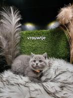 Britse Korthaar, Dieren en Toebehoren, Poes, Gechipt, 0 tot 2 jaar