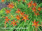 Hemerocallis "Sammy Russell", Ophalen, Zomer, Vaste plant, Volle zon