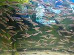 Notropis Crosomus, rainbowshiners, regenboogelrits, Dieren en Toebehoren