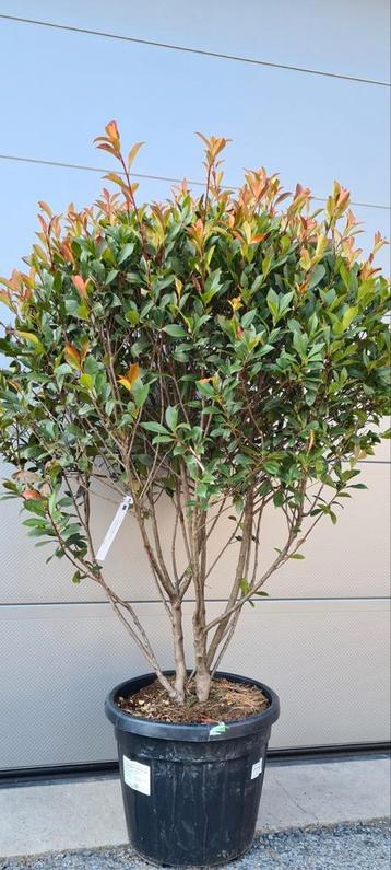 Photinia Carré Rouge - Glansmispel meerstam  beschikbaar voor biedingen
