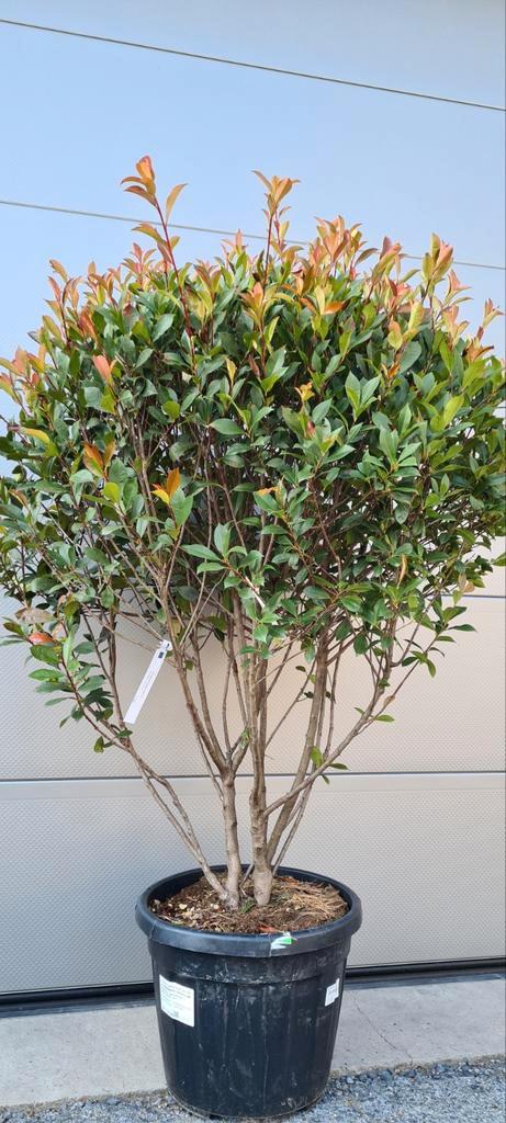 Photinia Carré Rouge - Glansmispel meerstam, Tuin en Terras, Planten | Bomen, Halfschaduw, Ophalen