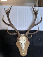 Opgezette Deer Head Trophy, Verzamelen, Ophalen, Zo goed als nieuw, Hert, Schedel