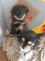 mooie chihuahua, Dieren en Toebehoren, Honden | Chihuahua's en Gezelschapshonden, België, Fokker | Hobbymatig, 8 tot 15 weken