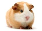 Recherche cochon d'Inde sur Bruxelles, Vrouwelijk
