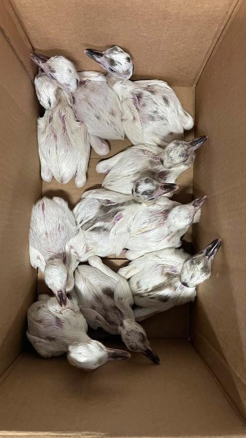 Nandoe kuikens, Dieren en Toebehoren, Pluimvee, Overige soorten, Meerdere dieren