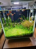 Complete aquarium 30L, Dieren en Toebehoren, Ophalen, Zo goed als nieuw, Gevuld zoetwateraquarium