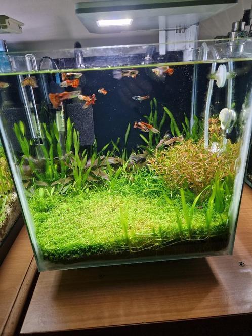 Complete aquarium 30L, Dieren en Toebehoren, Vissen | Aquaria en Toebehoren, Zo goed als nieuw, Gevuld zoetwateraquarium, Ophalen