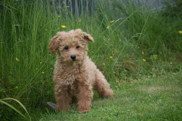 Poedel pups mooie keuze beschikbaar voor biedingen