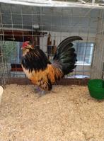 Trio antwerpse baardkrielen mogen verhuizen, Dieren en Toebehoren, Pluimvee