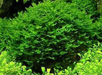 Aquarium plante - monosolenium tenerum - levermos, Dieren en Toebehoren, Vissen | Aquaria en Toebehoren