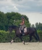 Veelbelovende lieve 3j dressuurmerrie, Dieren en Toebehoren, Merrie, Gechipt, Dressuurpaard, Zadelmak