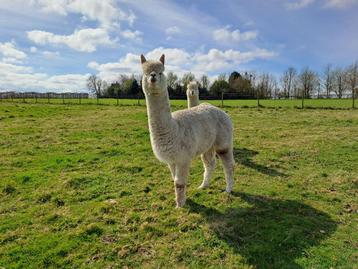 Alpaca merrie, Femelle