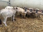12 bazadaise ossen, Dieren en Toebehoren, Runderen, Vrouwelijk, 0 tot 2 jaar