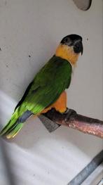 Zwartkop caique POP, Dieren en Toebehoren, Geringd