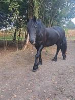 Black beauty van 16, Dieren en Toebehoren, Merrie, E pony (1.48m - 1.57m), 11 jaar of ouder