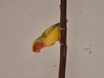 Agapornis roseicolli