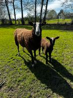 Zwartbles jonge ooi met boklam, Mouton, Plusieurs animaux, 0 à 2 ans