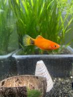 Platy vis  te koop te denderbelle, Vis