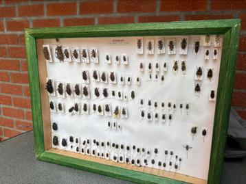 Taxidermie insecten (4) beschikbaar voor biedingen