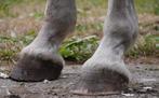 Paarden bekapen, Tickets en Kaartjes