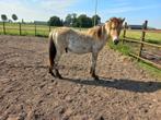 Mooie 1 en 2 jarige fjord ruin en merrie met papier, Meerdere dieren, Gechipt, 0 tot 2 jaar