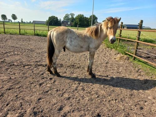 Magnifique hongre du fjord âgé de 1 et 2 ans et jument avec, Animaux & Accessoires, Poneys, Plusieurs animaux, 0 à 2 ans, Avec pedigree