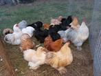 Cochin kriel hennen en evt een haantje, Dieren en Toebehoren, Pluimvee
