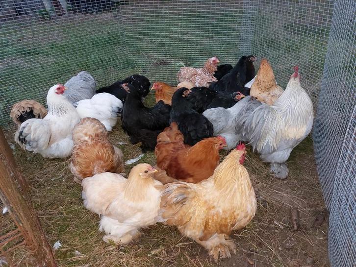 Cochin kriel hennen en evt een haantje, Dieren en Toebehoren, Pluimvee