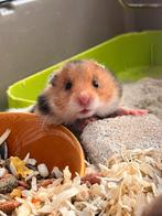 Langharige gouden hamster, Dieren en Toebehoren, Knaagdieren, Oktober, Hamster, Tam