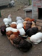 Cochin kriel, verschillende kleuren beschikbaar, Dieren en Toebehoren, Pluimvee, Vrouwelijk, Kip