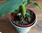 Bananenboom, Huis en Inrichting, Ophalen