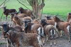 Soay schaap, Animaux & Accessoires, Moutons, Chèvres & Cochons, Mouton, Mâle, 0 à 2 ans