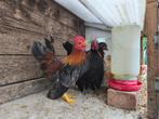 Serama haantjes, Dieren en Toebehoren, Pluimvee, Mannelijk, Kip