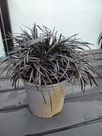 zwart siergras Plant familie Ophiopogon | Slangenbaard, Tuin en Terras, Ophalen