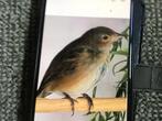 Indigo vink pop, Ophalen, Nieuw